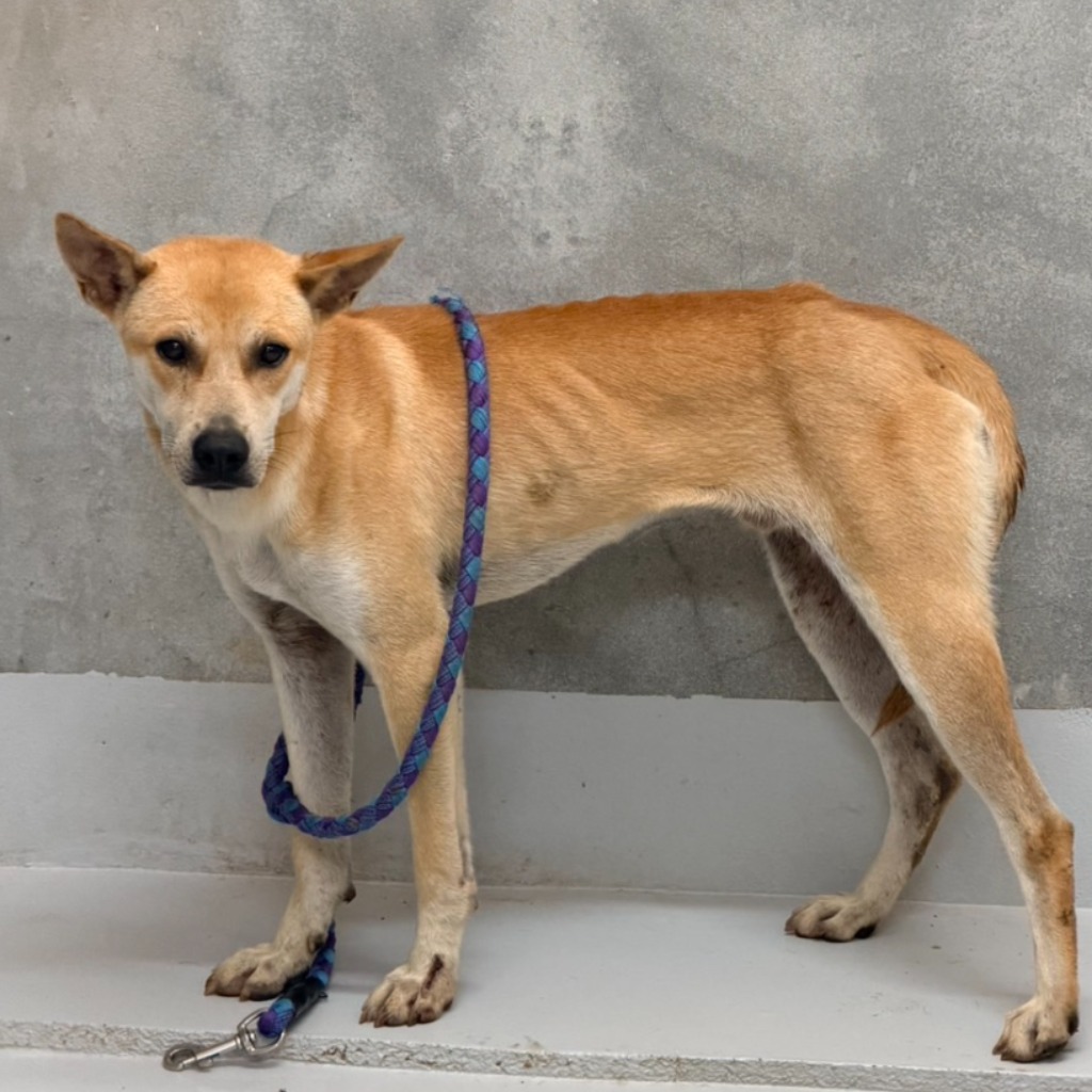 Photo of No. QAAAG1150709001, Adult · Male · Large · Mixed breed