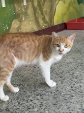Photo of No. EAAAG1150709001, Adult · Female · Large · Mixed breed