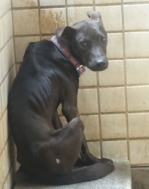 Photo of No. 1151140, Adult · Male · Large · Mixed breed