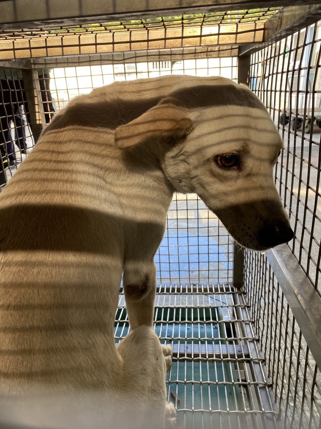 Photo of No. S150709-11, Adult · Male · Large · Mixed breed