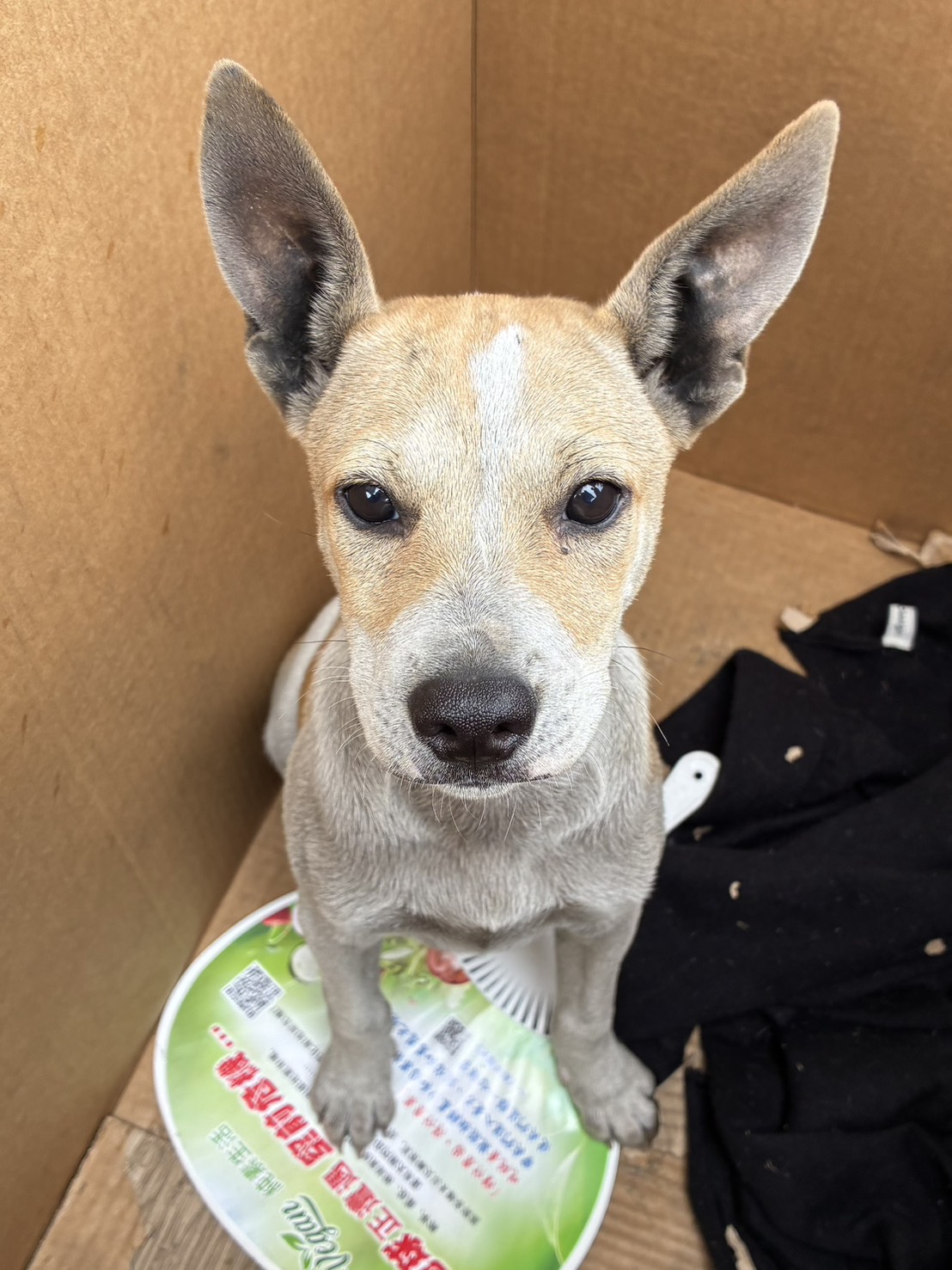Photo of No. GAAAG1150710001, Young · Male · Small · Mixed breed