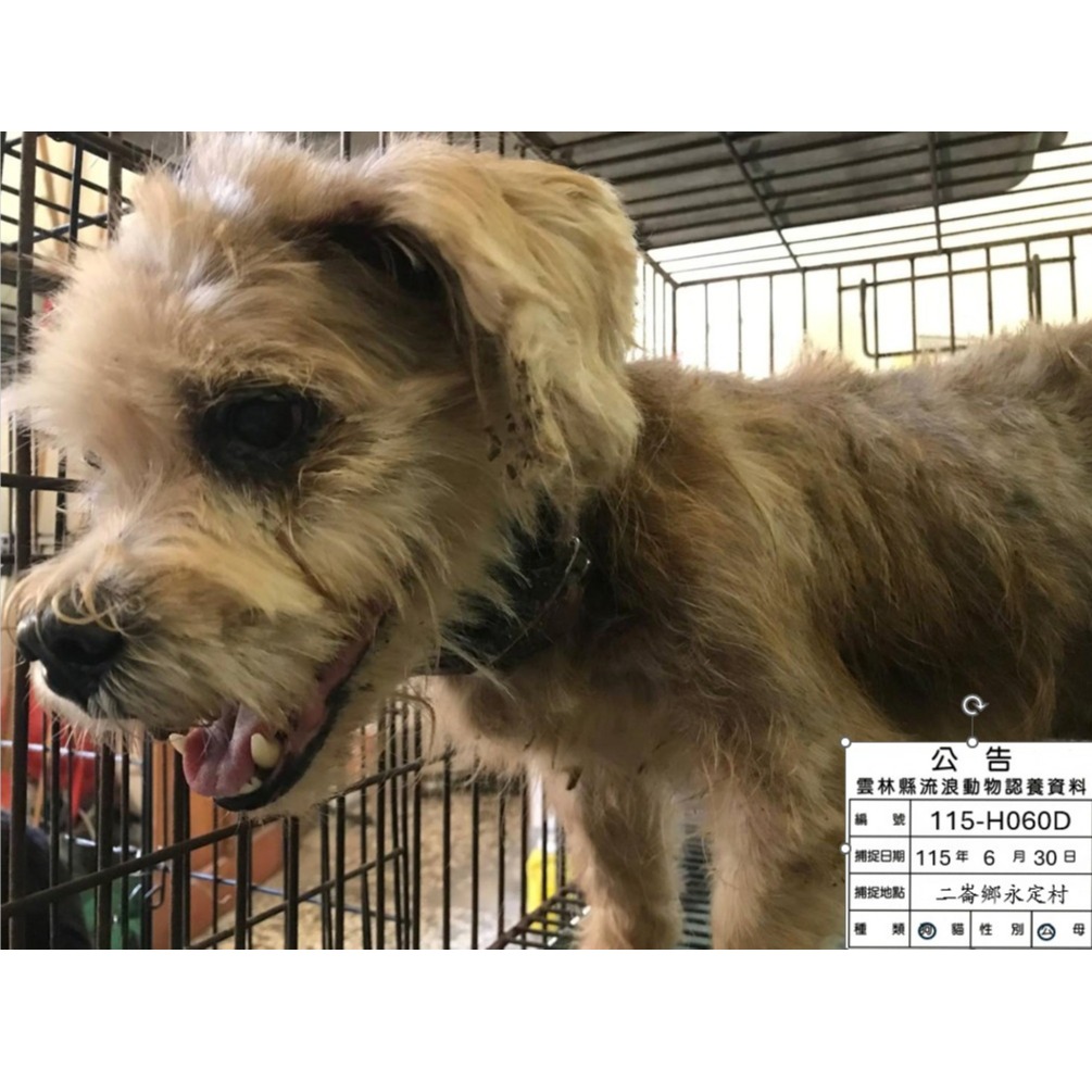 Tan adult male mixed-breed dog, Large, shelter no. …060D
