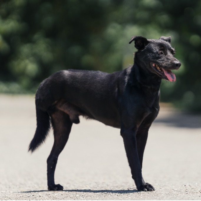 Black adult male mixed-breed dog, Medium, shelter no. …9001