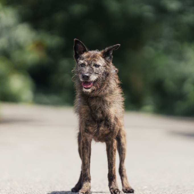 Tabby adult female mixed-breed dog, Medium, shelter no. …2807