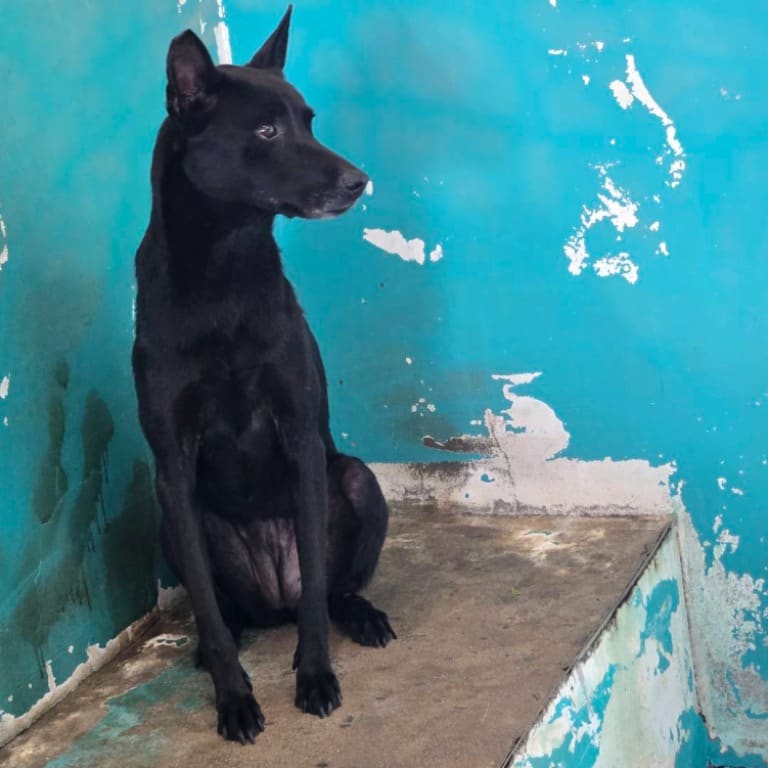 Photo of No. RAAAG1100410002, Adult · Female · Medium · Mixed breed
