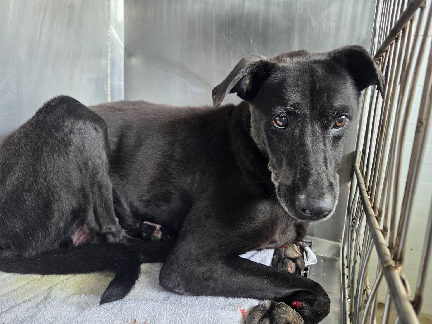 Black adult female mixed-breed dog, Medium, shelter no. …1205