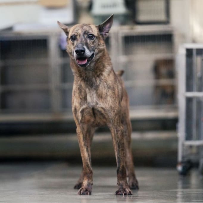 Photo of No. AAADG2021050401, Adult · Male · Medium · Mixed breed