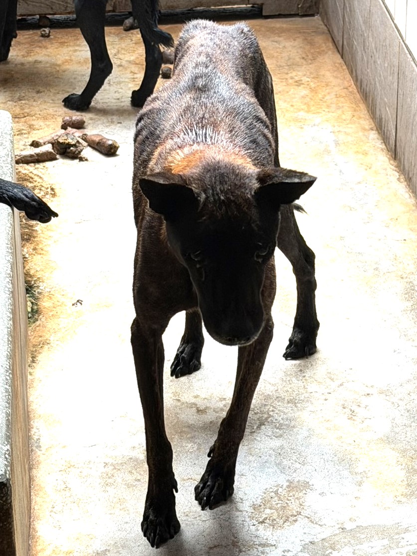 Photo of No. 1151155, Adult · Male · Large · Mixed breed