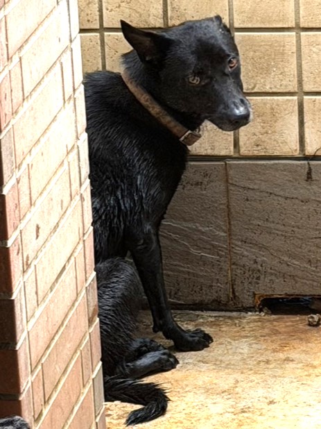 Photo of No. 1151156, Adult · Female · Large · Mixed breed