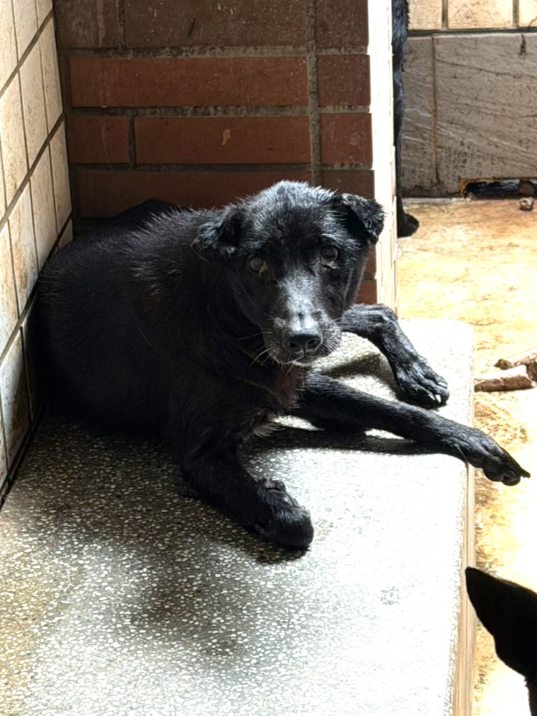 Photo of No. 1151157, Adult · Female · Large · Mixed breed