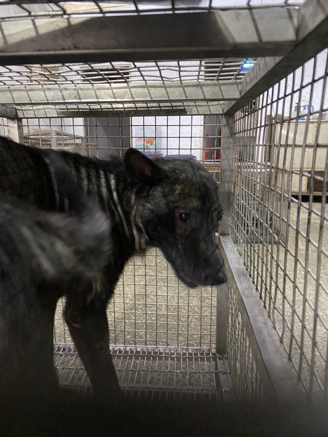Photo of No. S150714-05, Adult · Male · Large · Mixed breed