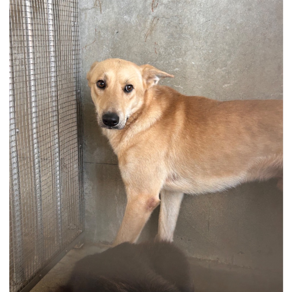 Tan adult male mixed-breed dog, Large, shelter no. …2006