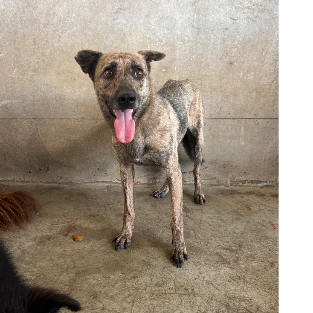 Photo of No. PAAAG1150605008, Adult · Female · Large · Mixed breed