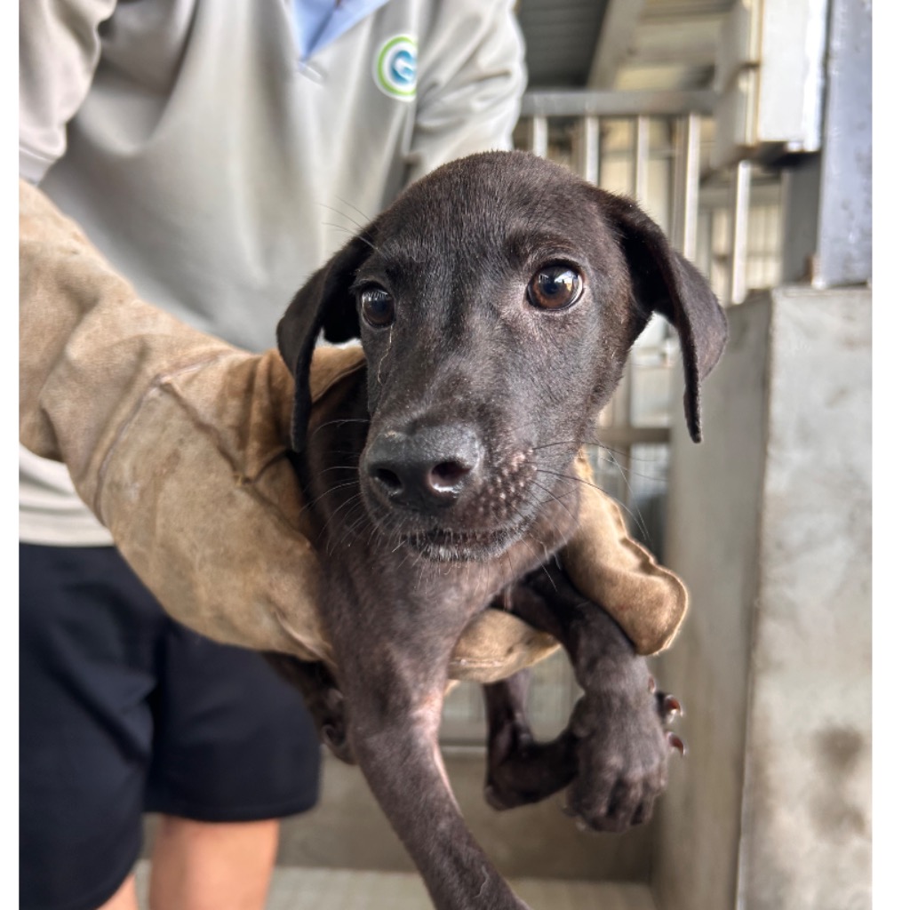 Photo of No. PAAAG1150617010, Young · Male · Small · Mixed breed