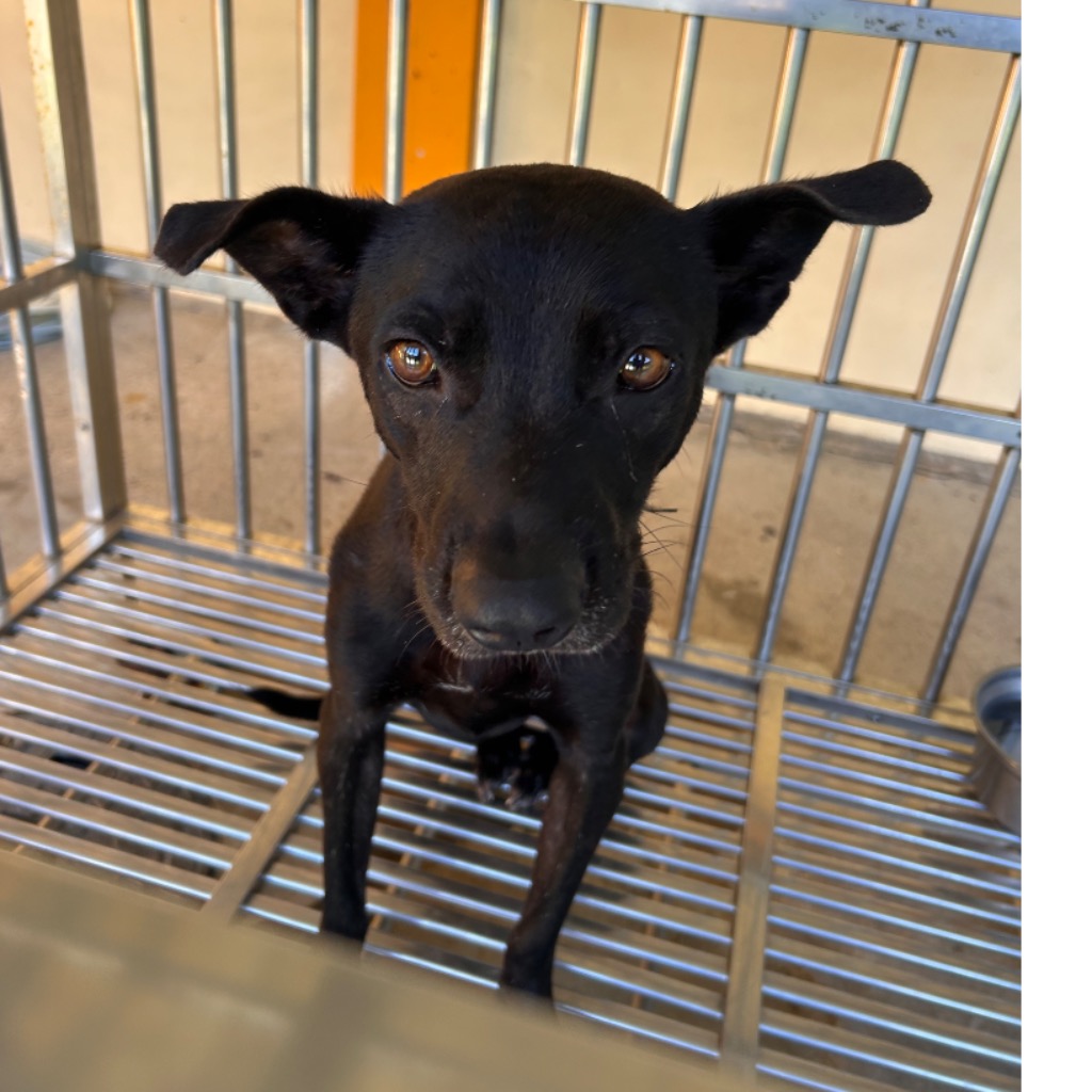 Photo of No. PAAAG1150528008, Adult · Female · Large · Mixed breed