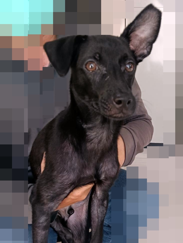 Photo of No. TAAAG1150714003, Adult · Male · Small · Mixed breed