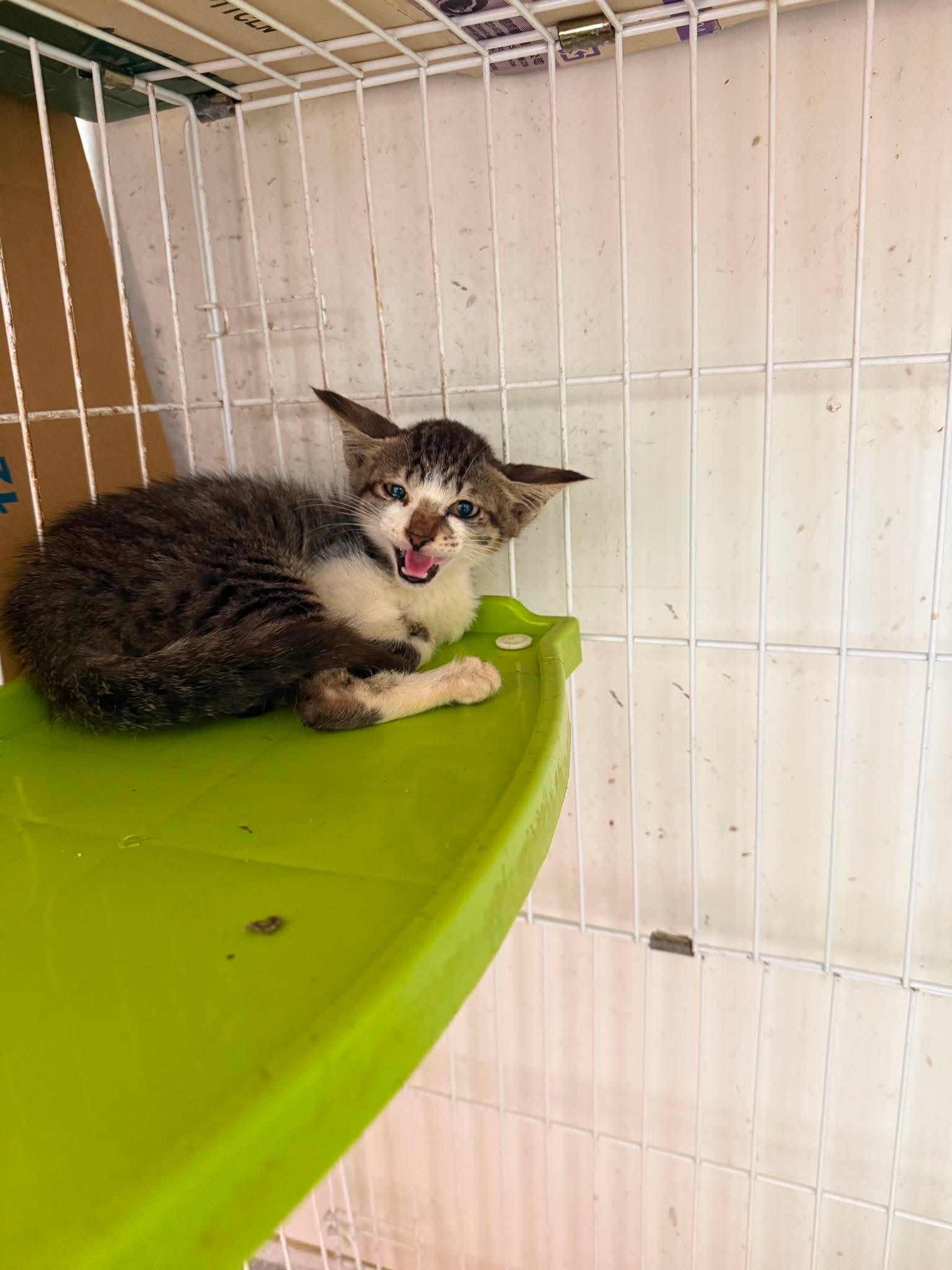 Photo of No. QAAAG1150716001, Young · Female · Small · Mixed breed