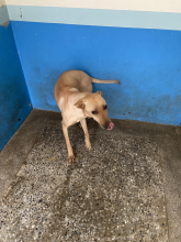 Photo of No. EAAAG1150716002, Adult · Female · Medium · Mixed breed