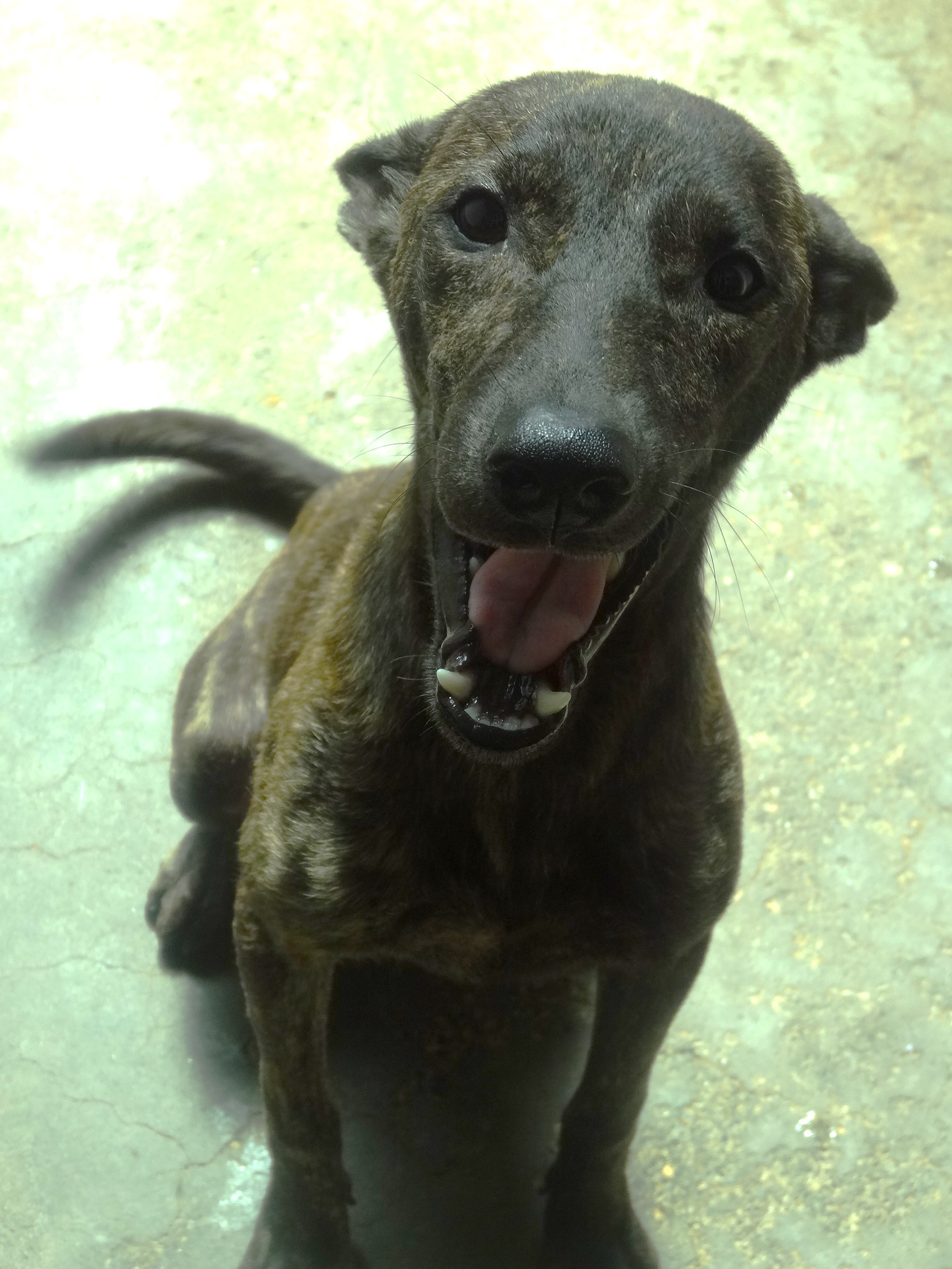 Photo of No. 1151174, Adult · Female · Medium · Mixed breed