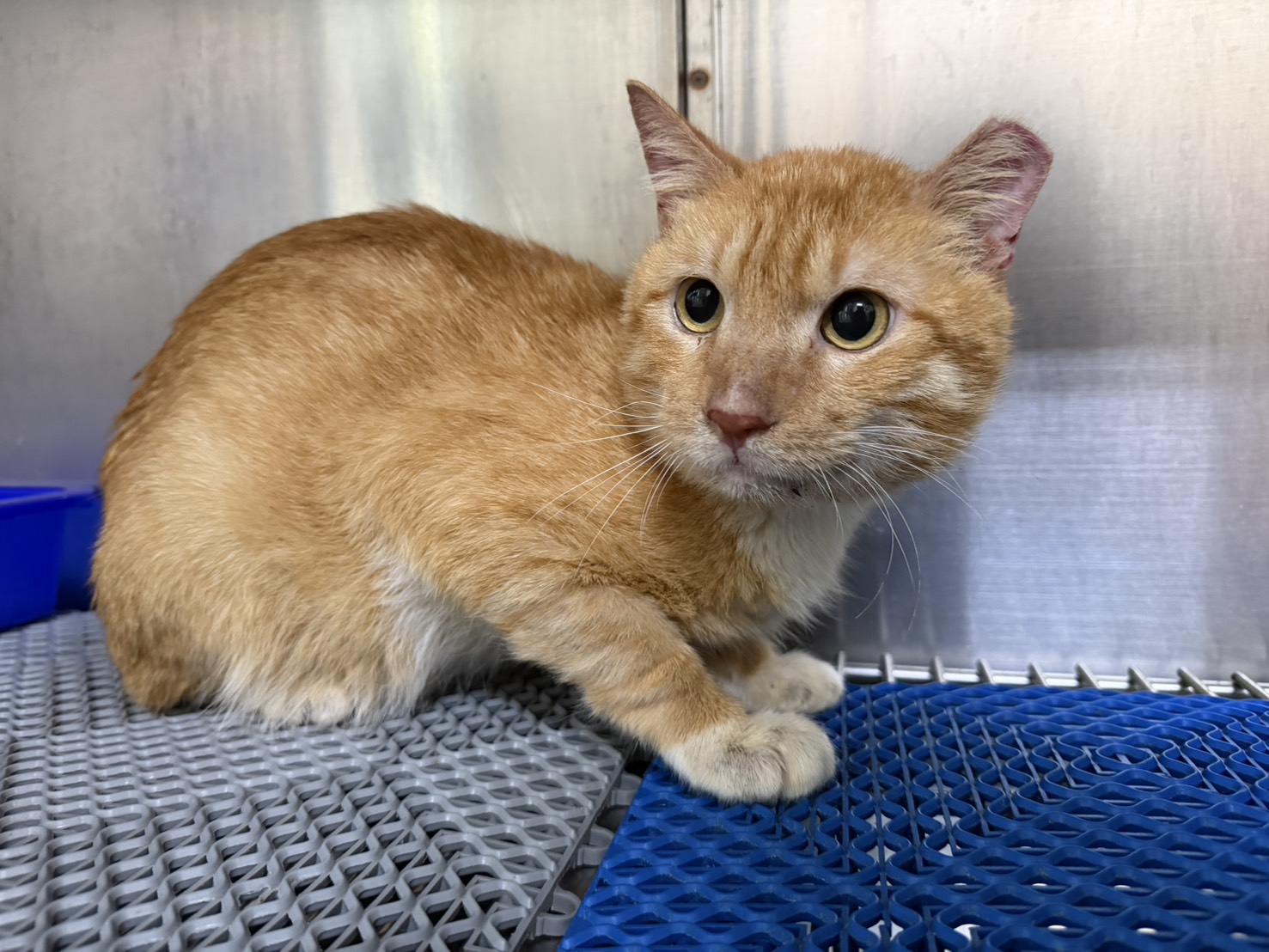Photo of No. CAAAG1150716001, Adult · Male · Medium · Mixed breed