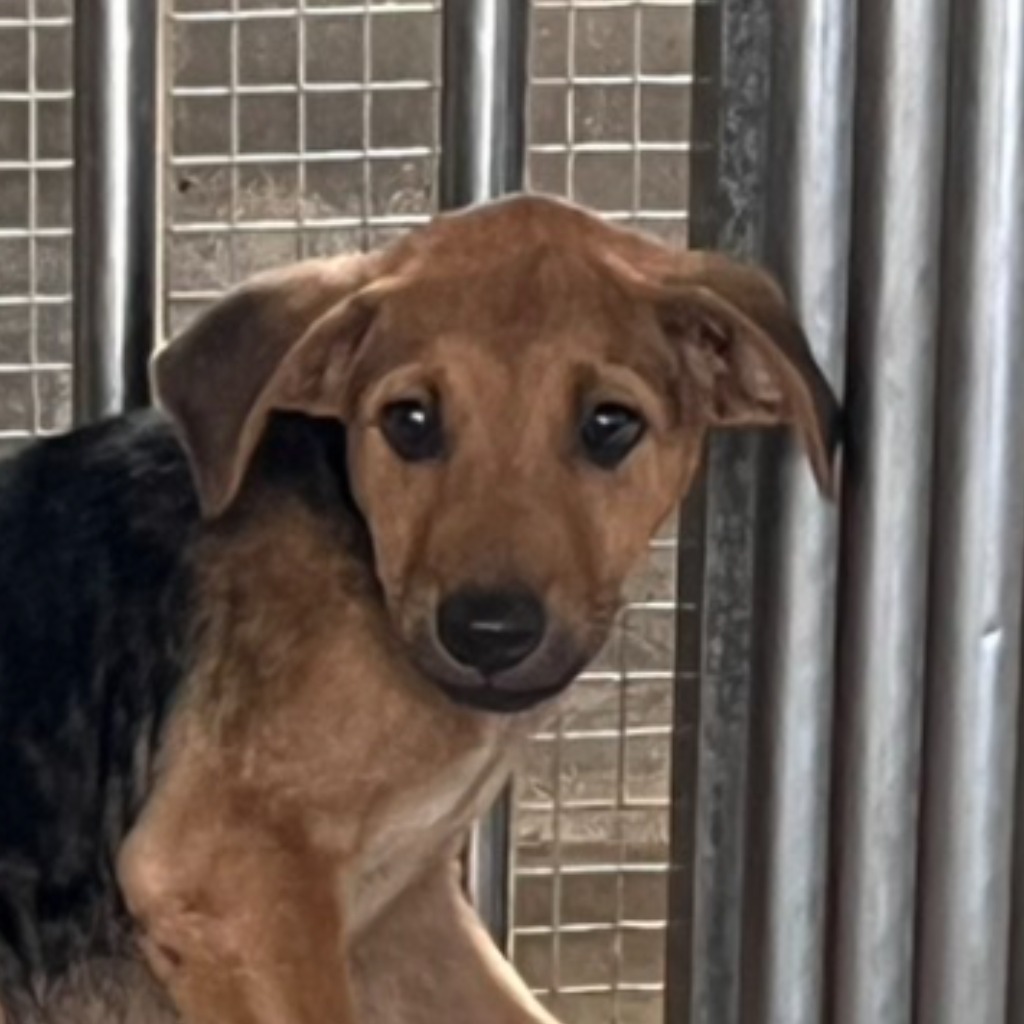 Black-and-tan young male mixed-breed dog, Small, shelter no. …3004