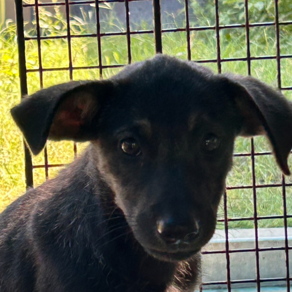 Black young female mixed-breed dog, Small, shelter no. …3006