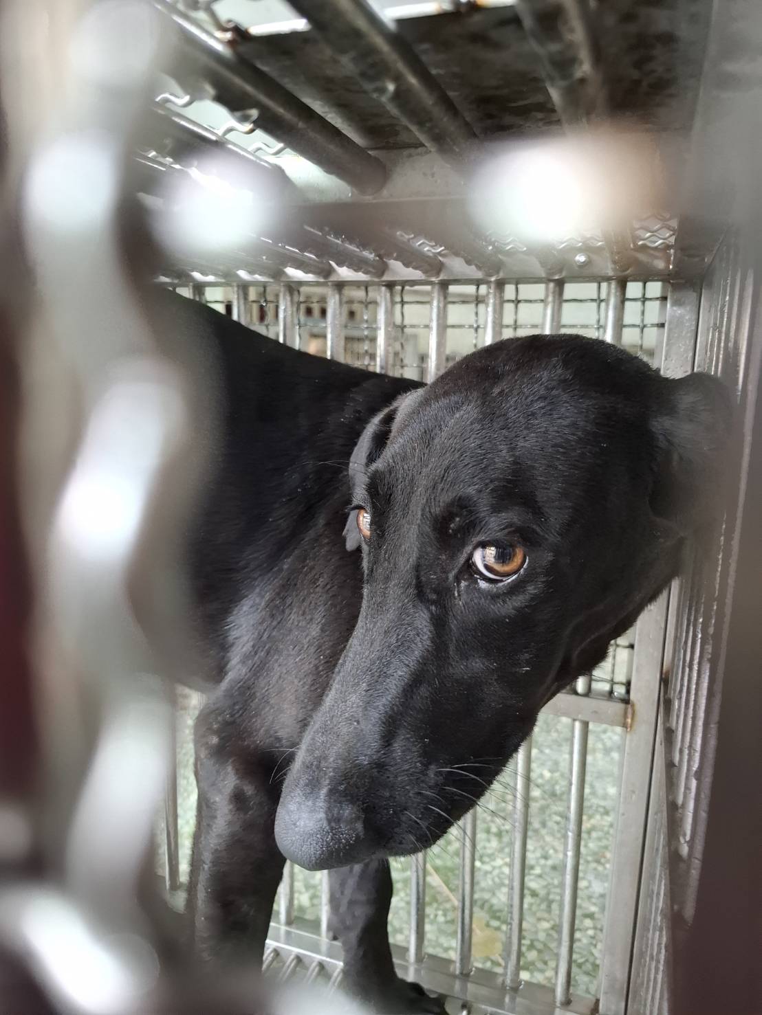 Black adult female mixed-breed dog, Large, shelter no. …7-02