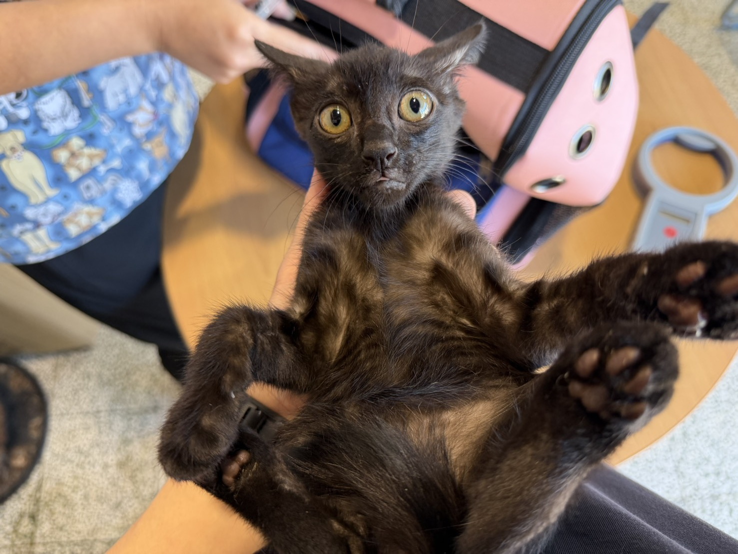 Black young male mixed-breed cat, Small, shelter no. …7003