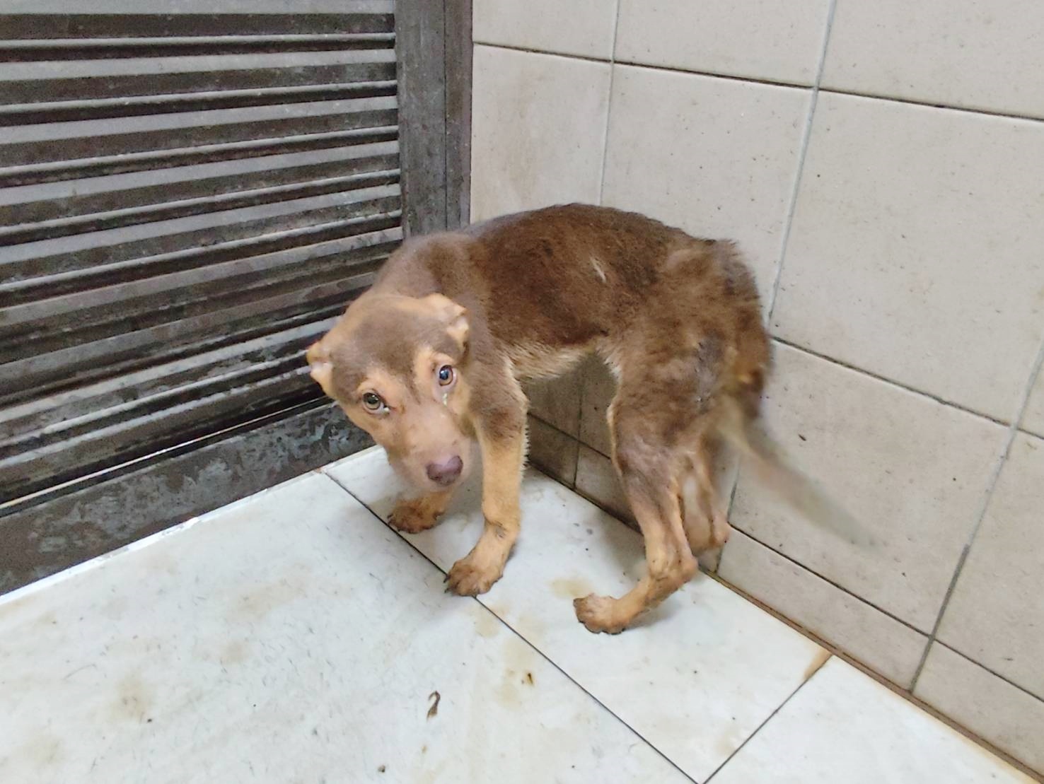 Brown adult male mixed-breed dog, Medium, shelter no. …2316