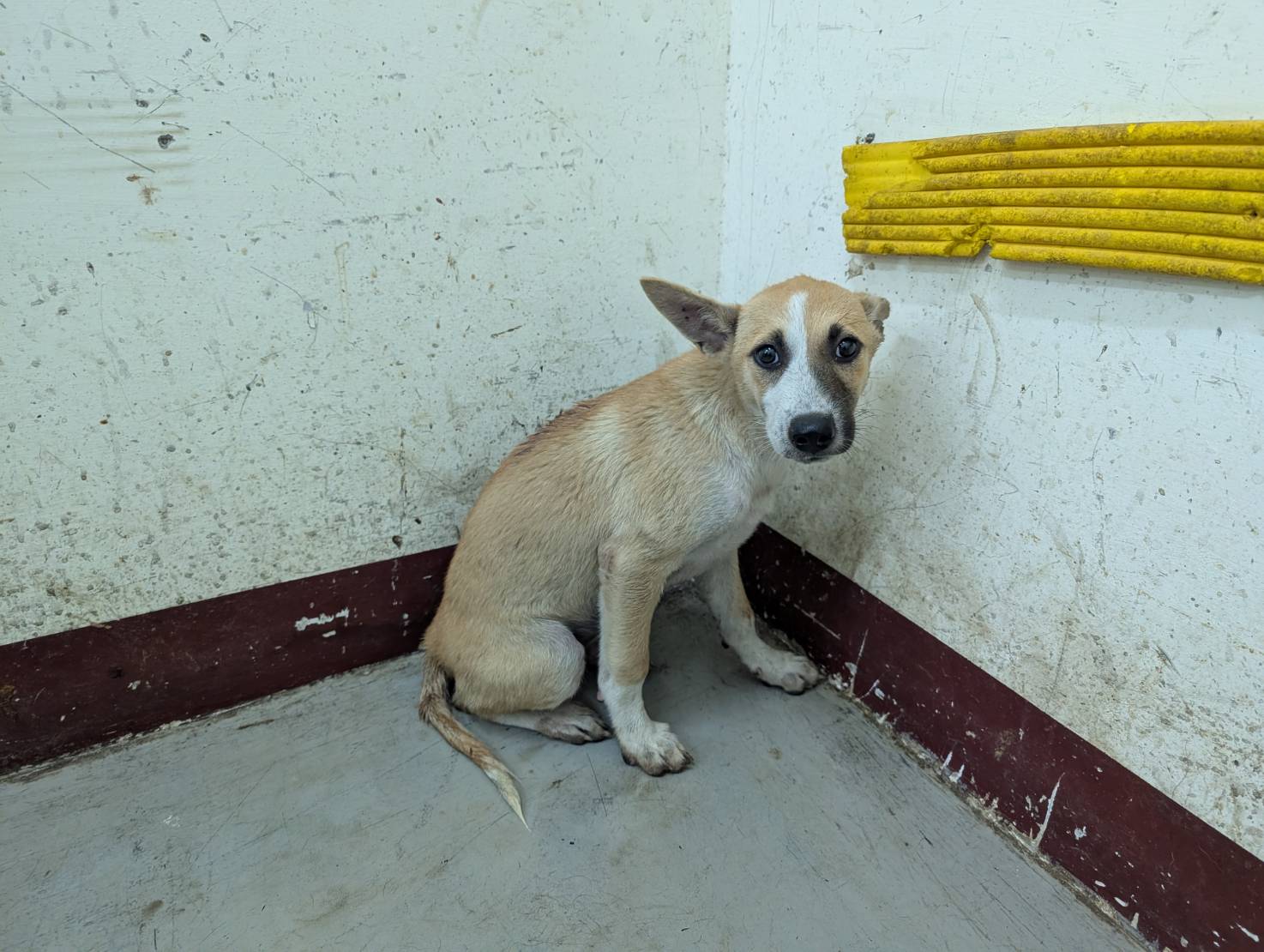 Photo of No. LAABG115061508, Adult · Female · Medium · Mixed breed