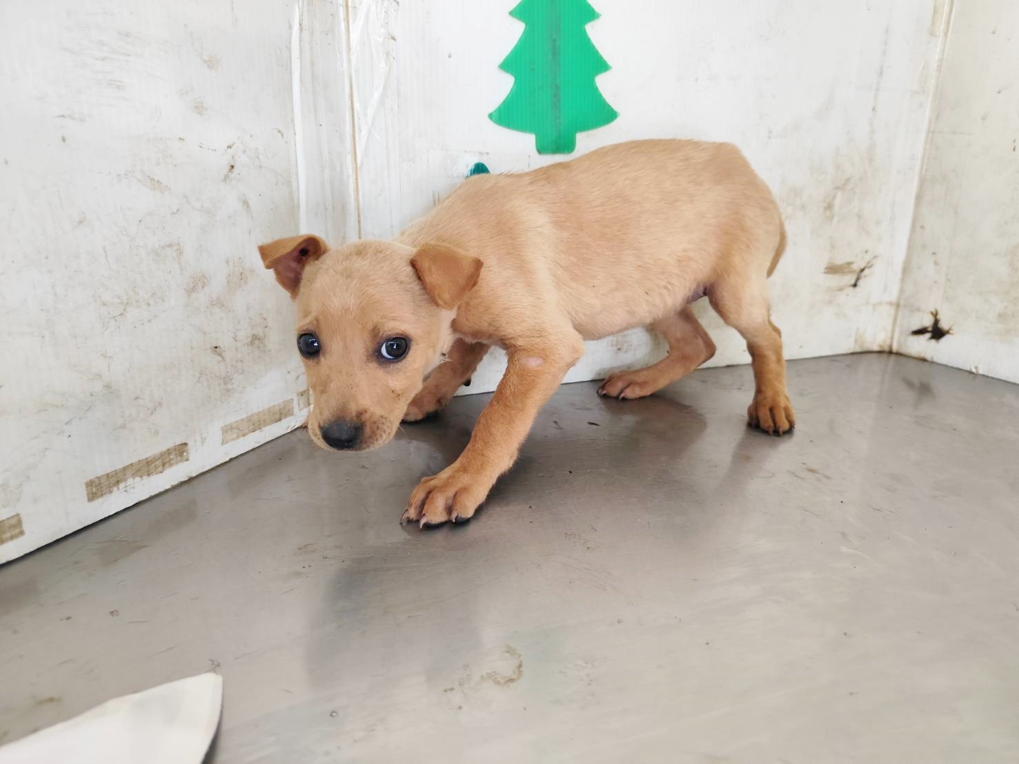 Photo of No. LAABG115022516, Adult · Female · Medium · Mixed breed