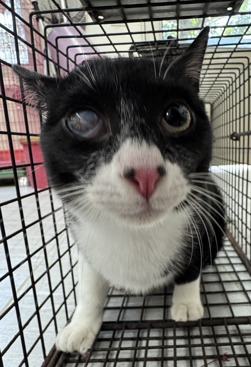 Photo of No. EAAAG1150718011, Adult · Male · Large · Mixed breed