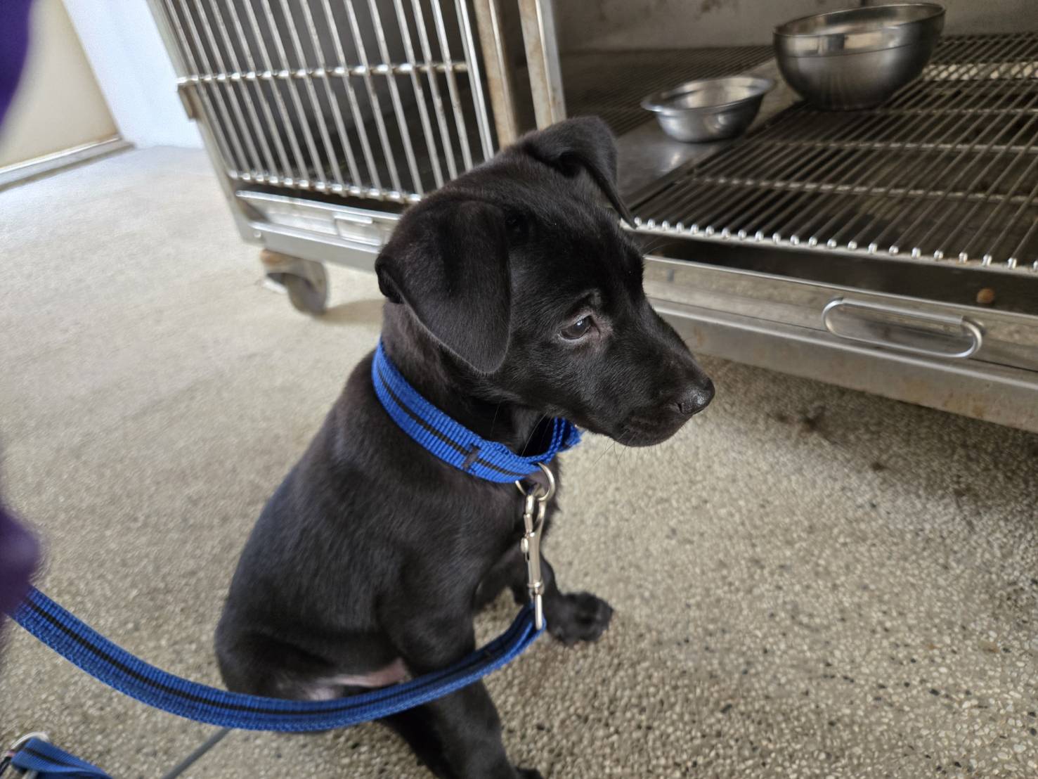 Photo of No. RAAAG1150720001, Young · Female · Small · Mixed breed