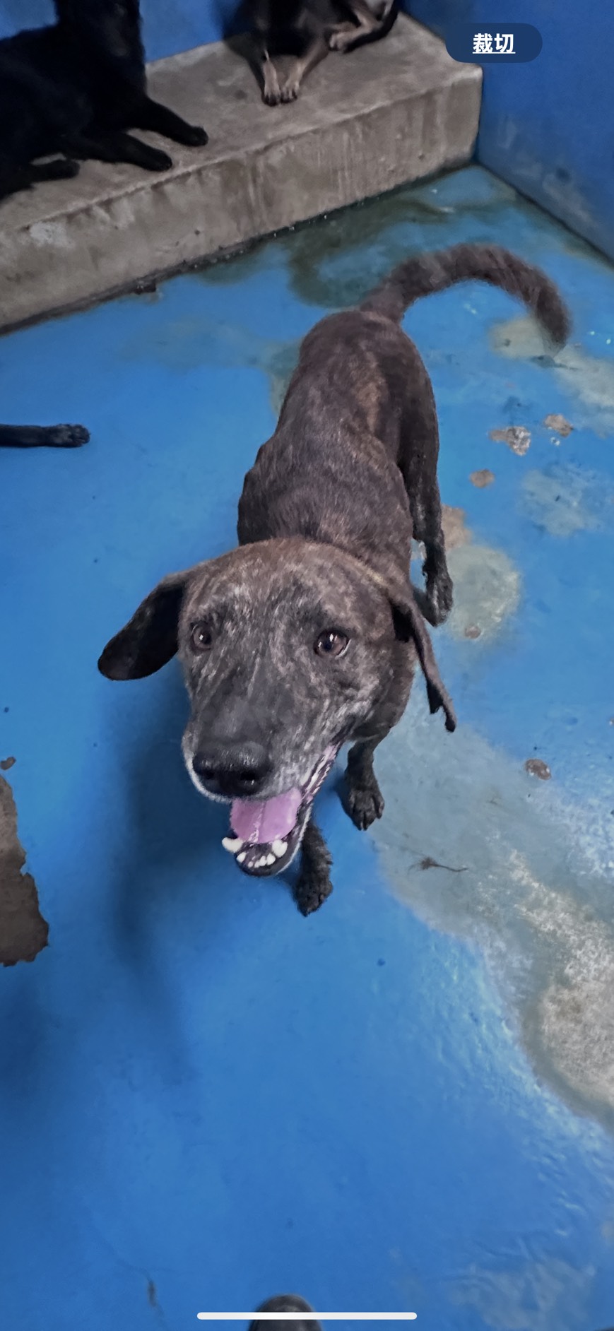 Tabby adult male mixed-breed dog, Large, shelter no. …0003