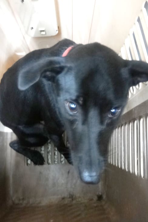 Photo of No. 1151194, Adult · Male · Large · Mixed breed