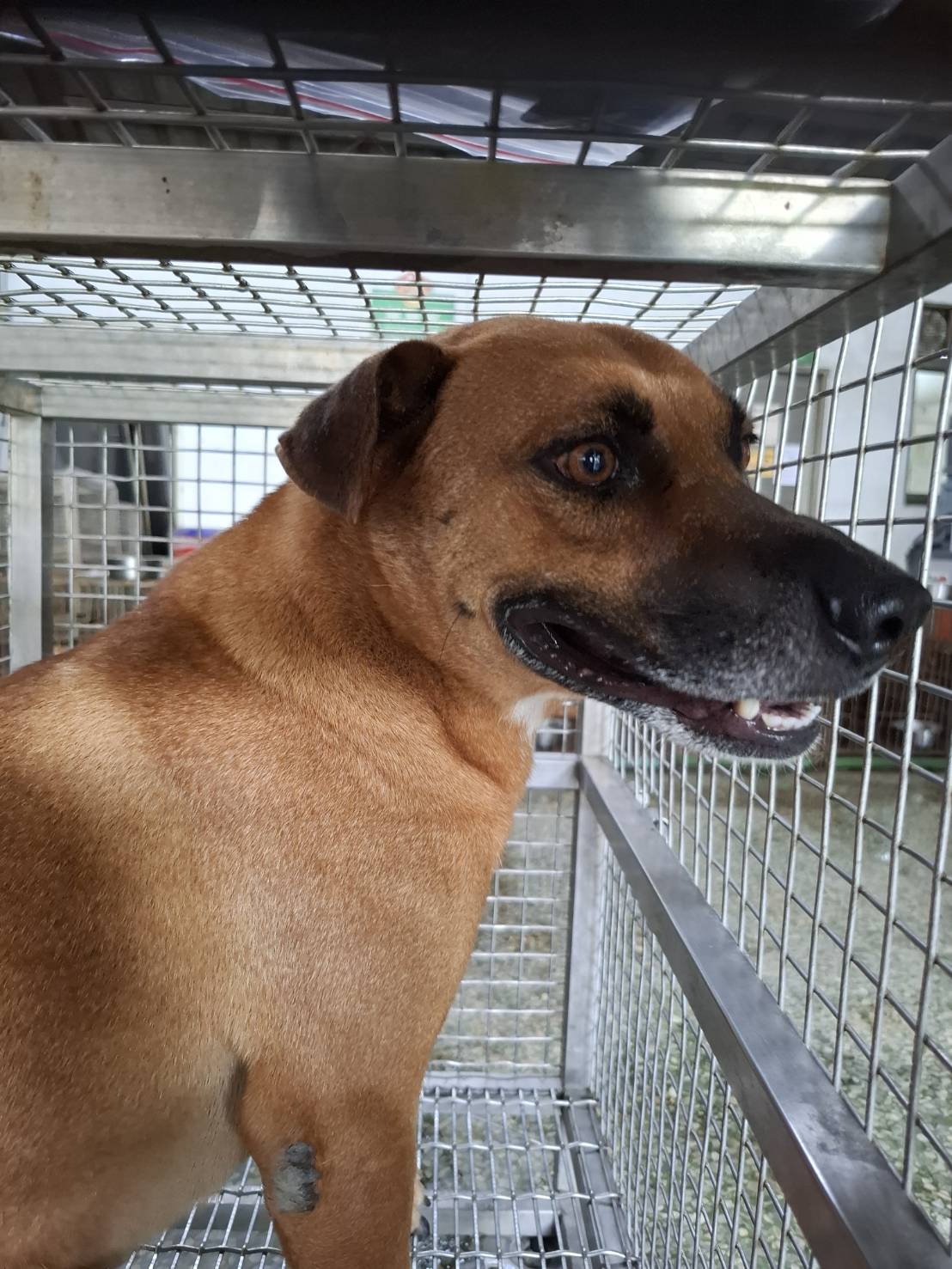 Photo of No. S150721-01, Adult · Male · Medium · Mixed breed