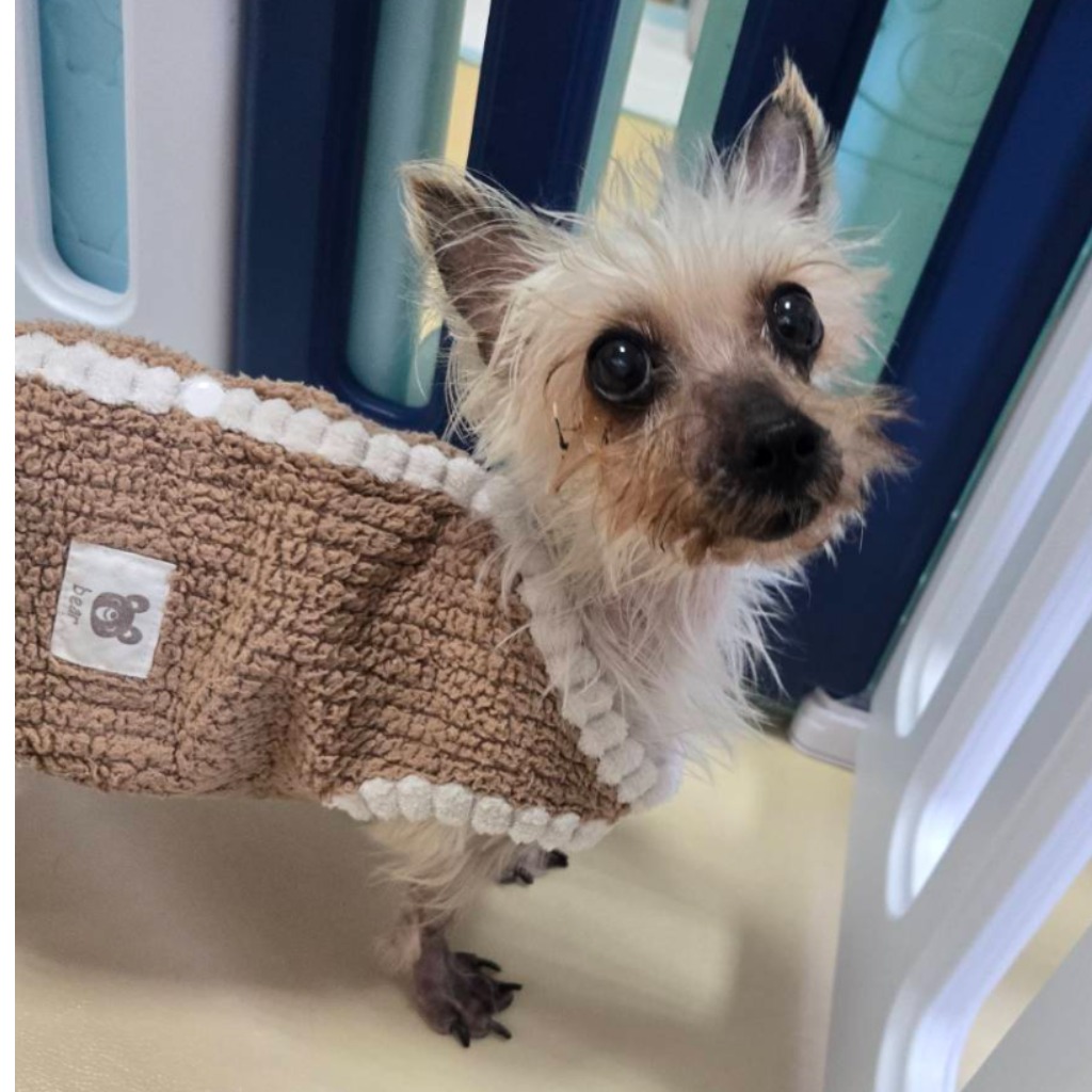 Photo of No. W150529-09, Adult · Female · Medium · Yorkshire Terrier