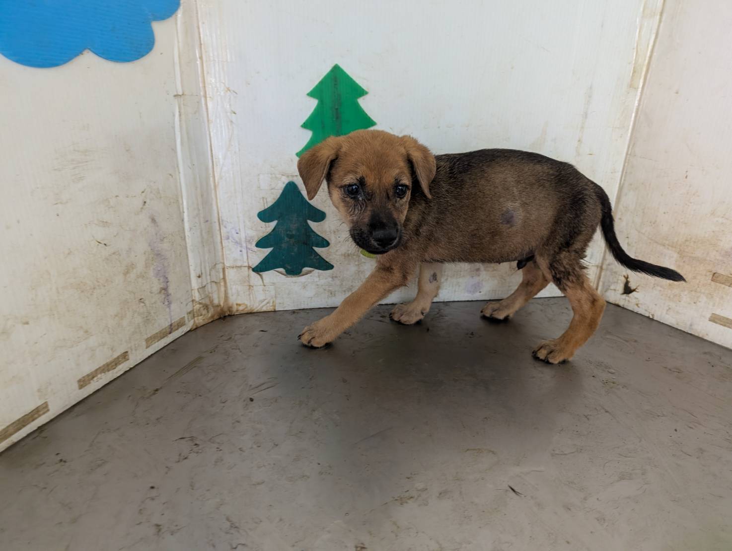 Tan young male mixed-breed dog, Medium, shelter no. …0410