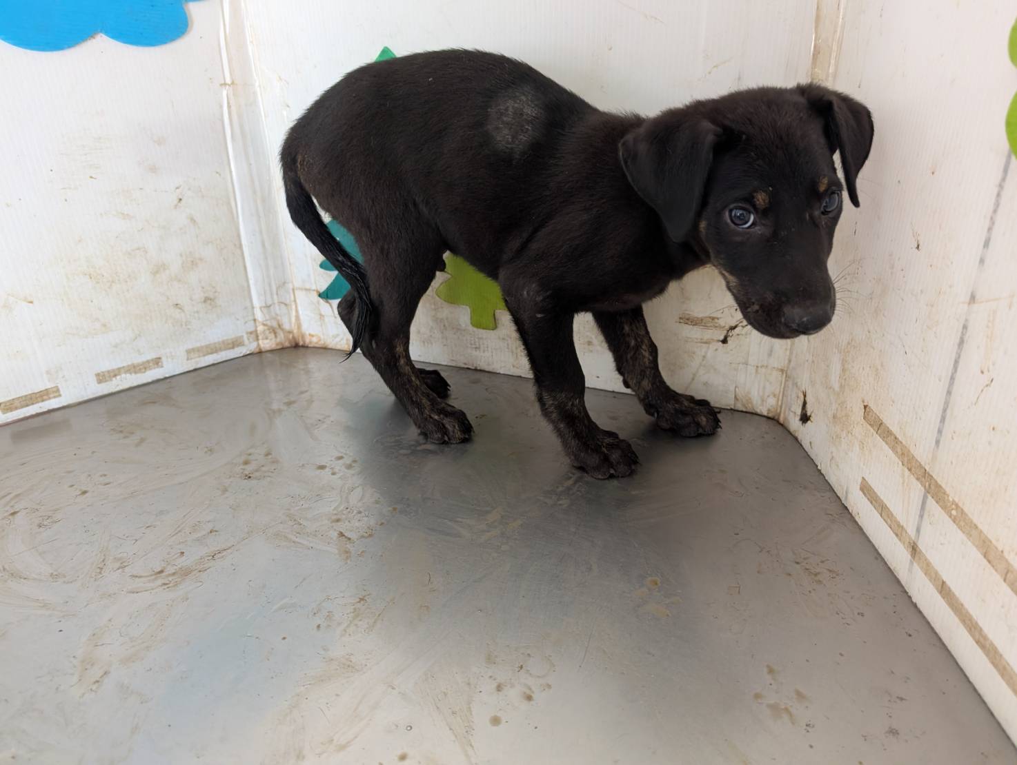 Black young male mixed-breed dog, Medium, shelter no. …1108