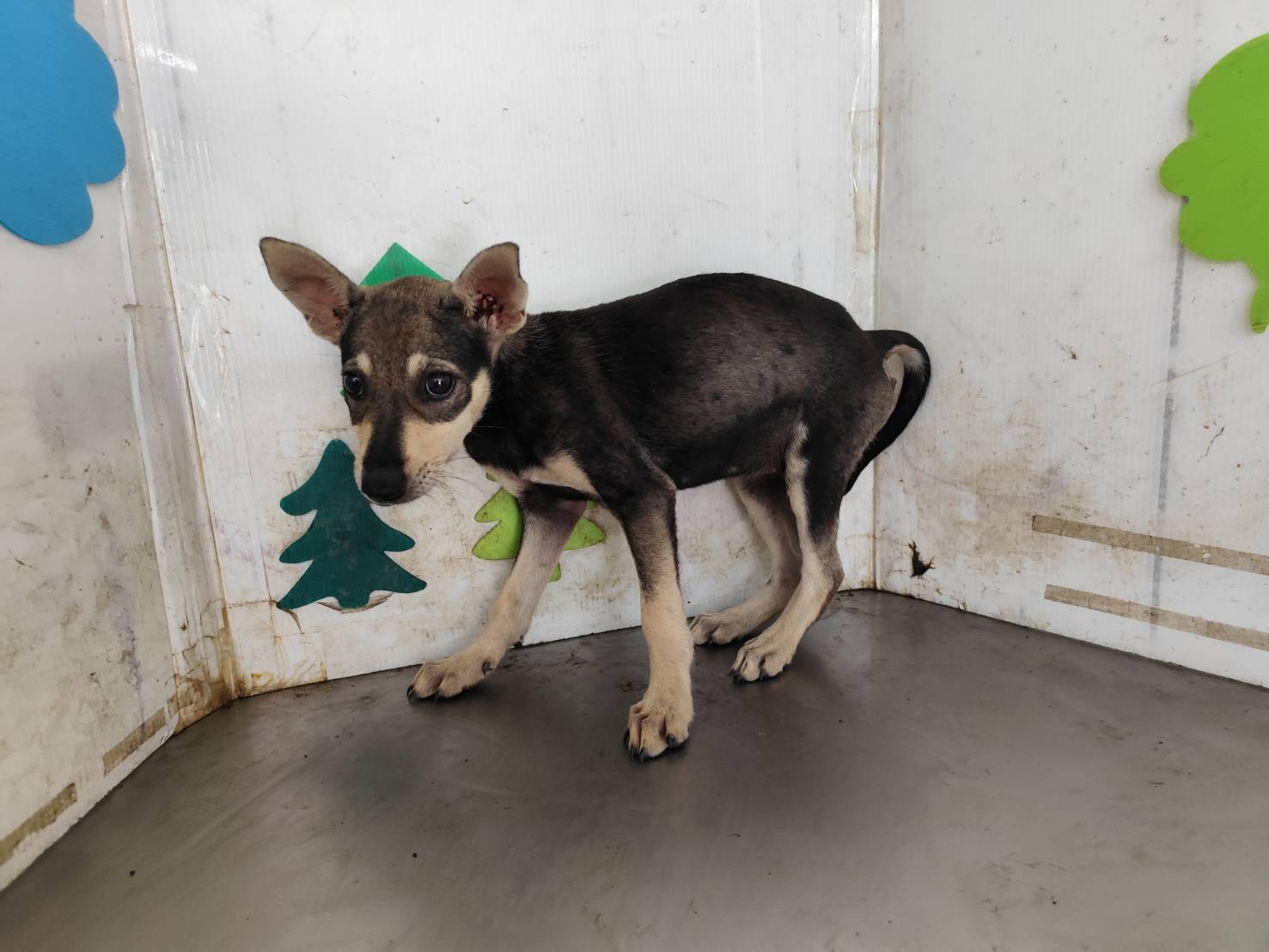 Photo of No. LAABG115050516, Young · Female · Medium · Mixed breed