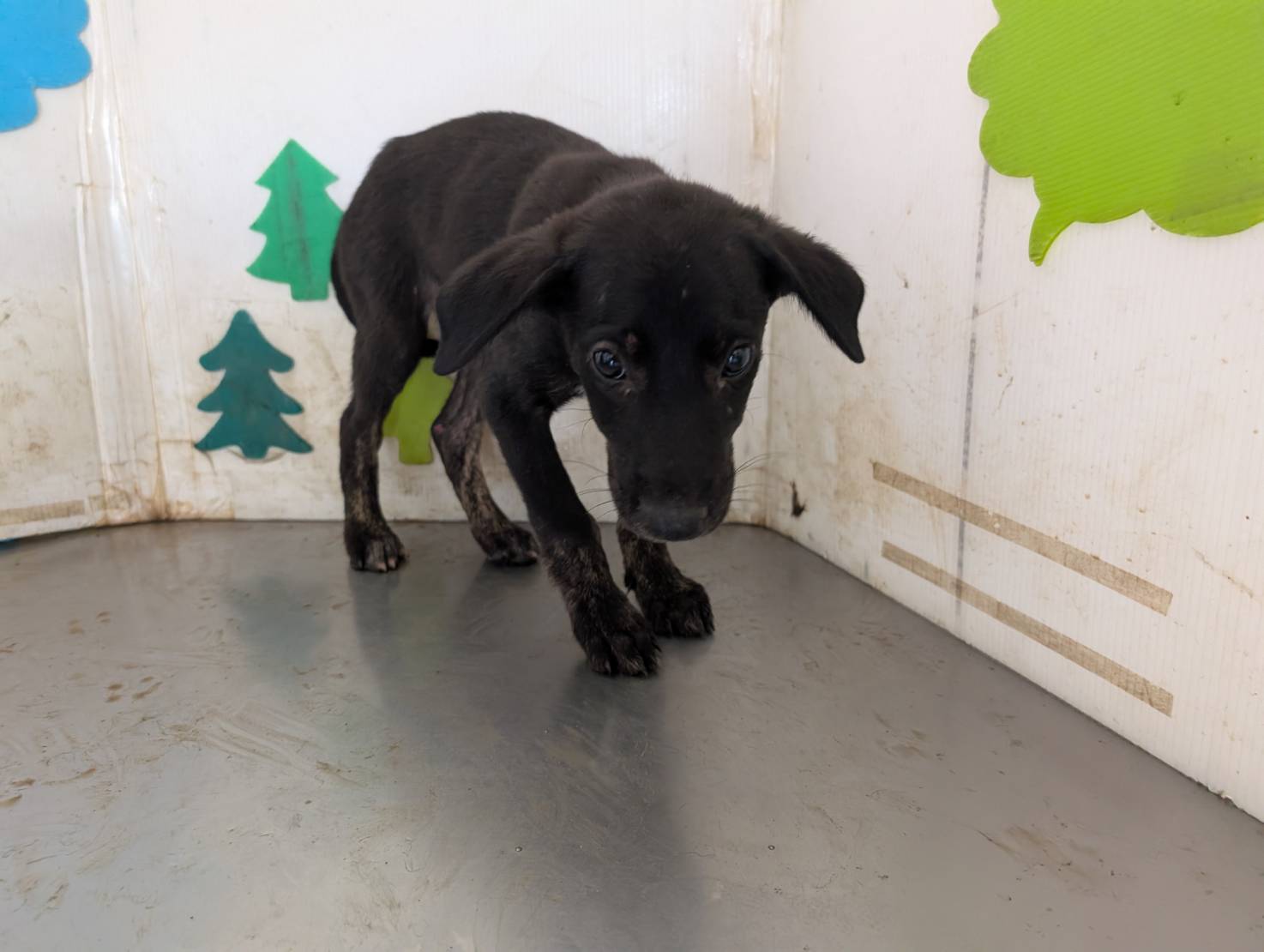 Photo of No. LAABG115041109, Young · Female · Medium · Mixed breed