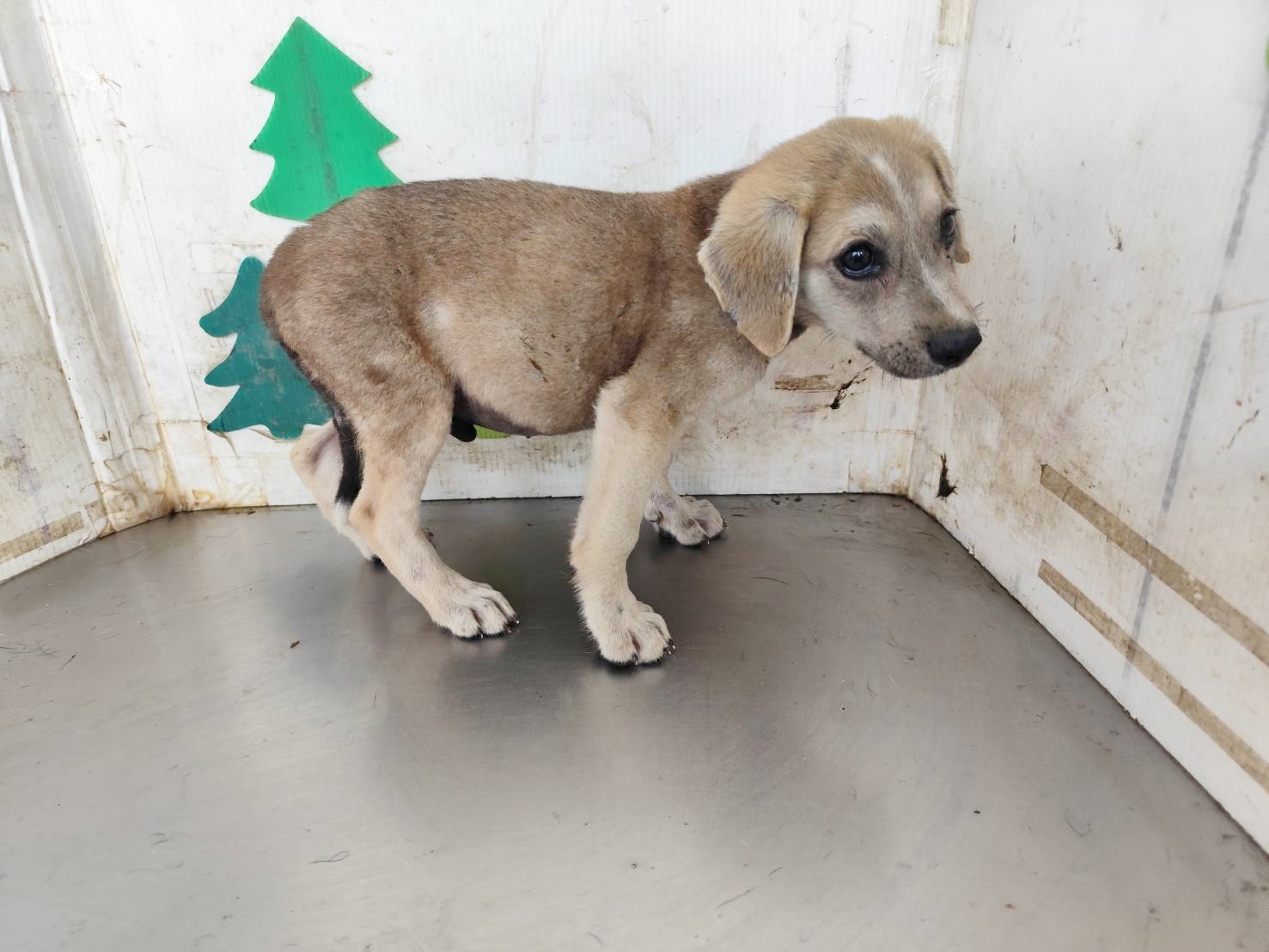 Photo of No. LAABG115050801, Young · Male · Medium · Mixed breed