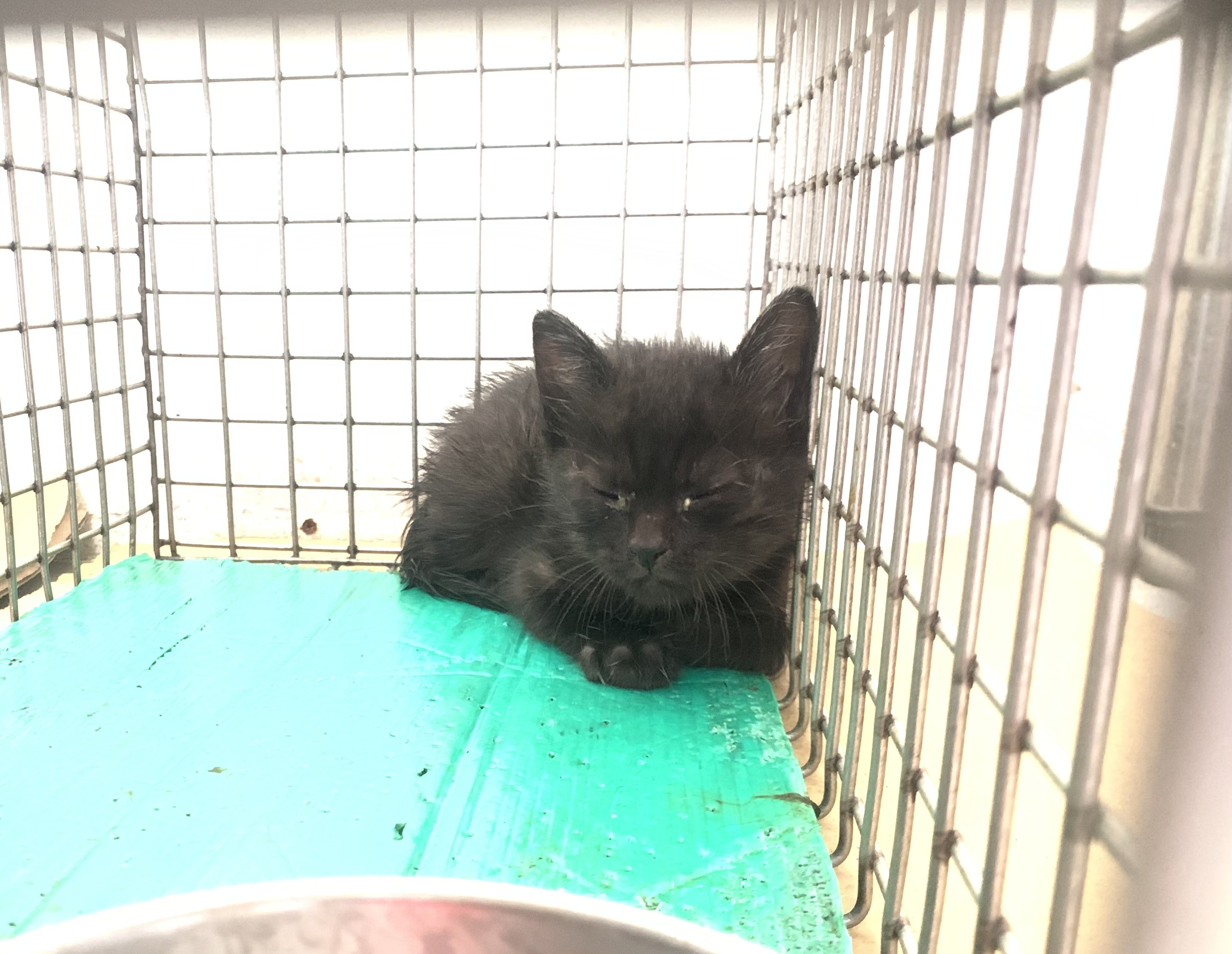 Photo of No. VAAAG115072115, Young · Female · Small · Mixed breed
