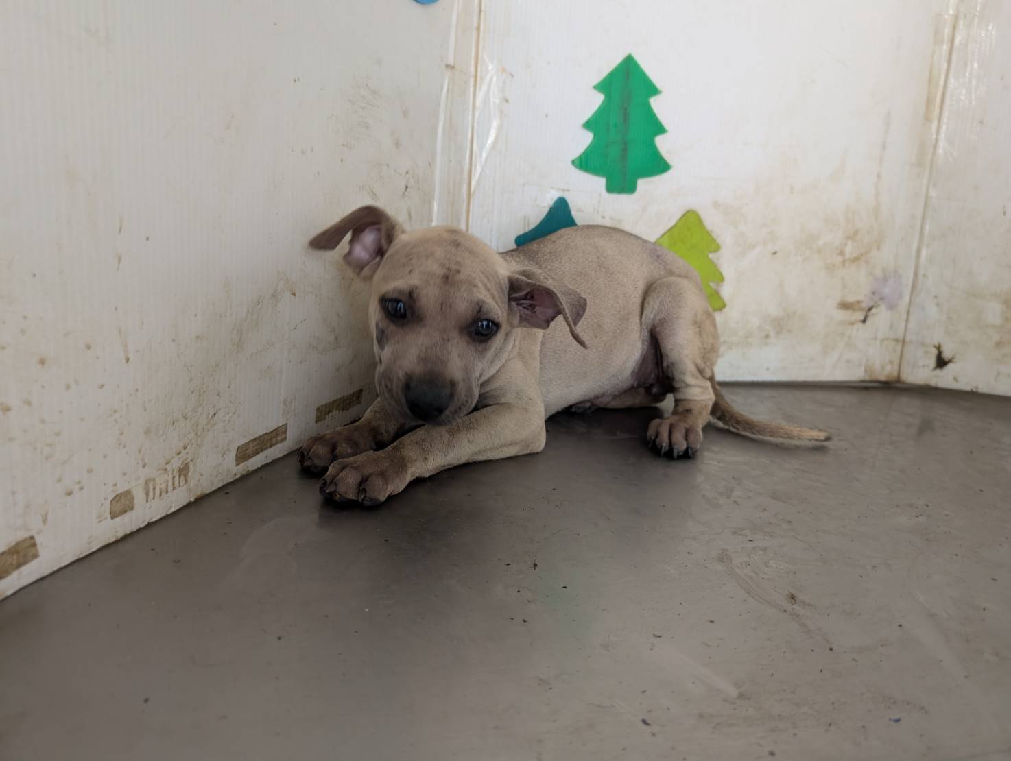 Photo of No. LAABG115042002, Young · Female · Medium · Mixed breed