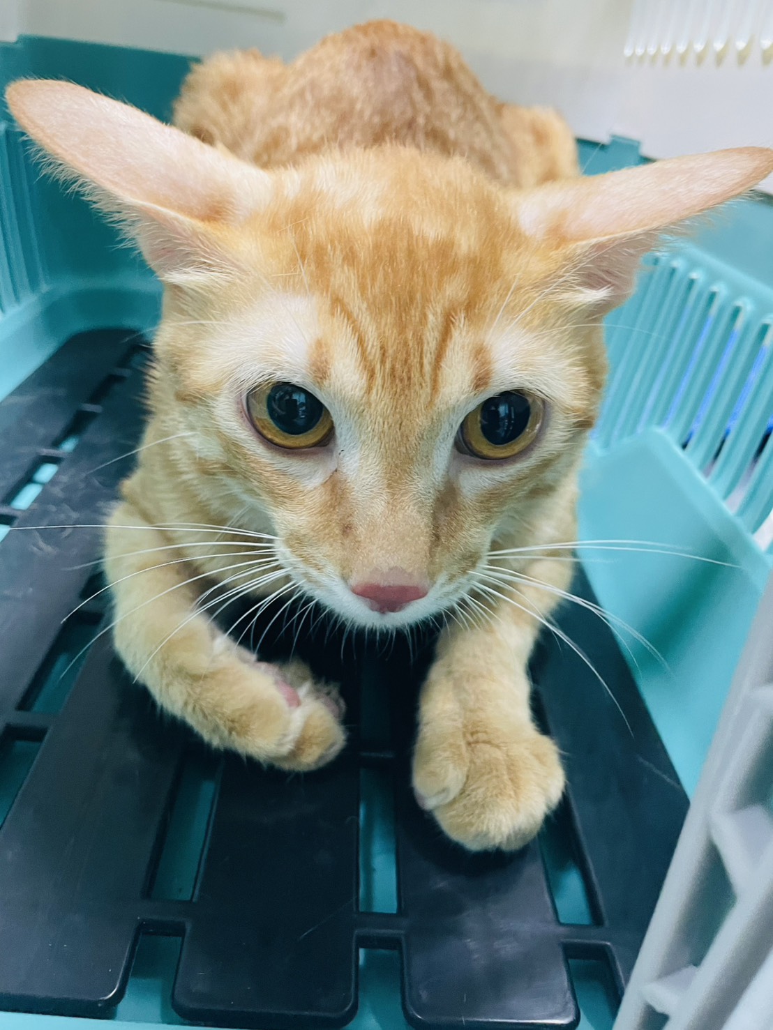 Photo of No. S15C0721-01, Adult · Male · Medium · Mixed breed