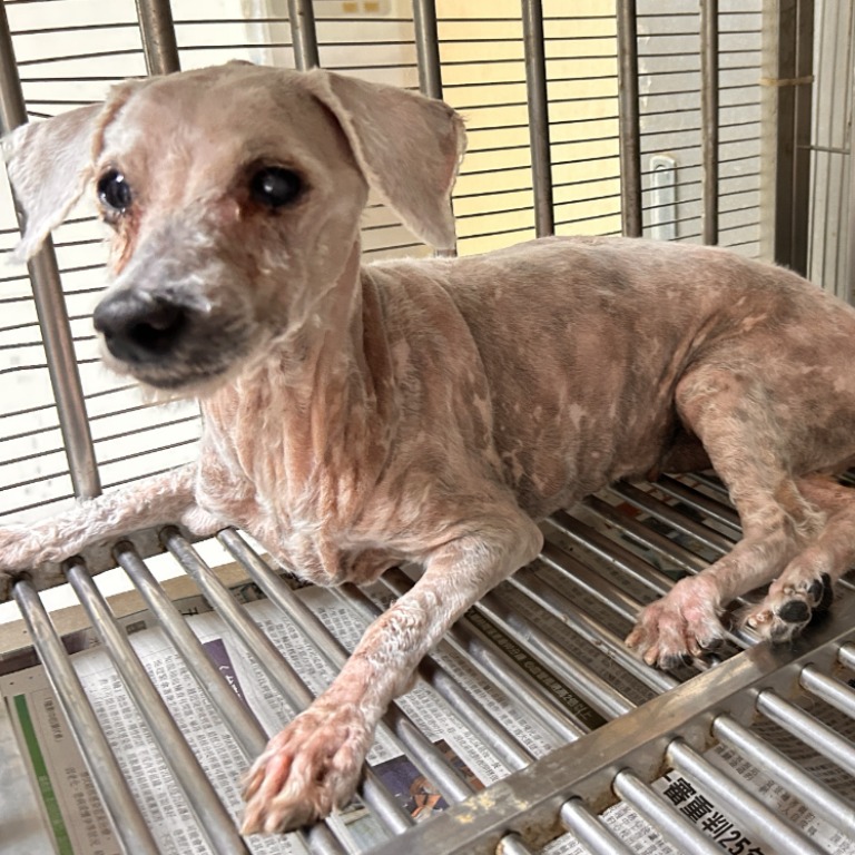 Photo of No. LAAAG1150621W8, Adult · Male · Small · poodle