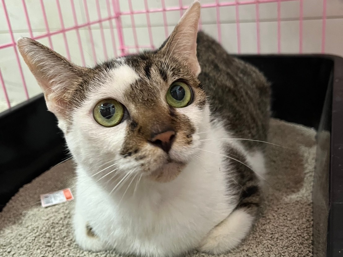 Tabby-and-white adult female mixed-breed cat, Medium, shelter no. …2204