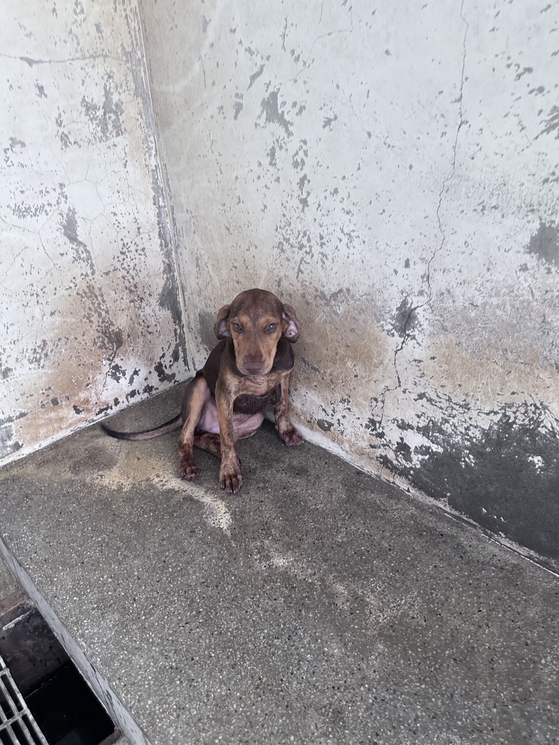 Photo of No. EAAAG1150722044, Young · Female · Medium · Mixed breed