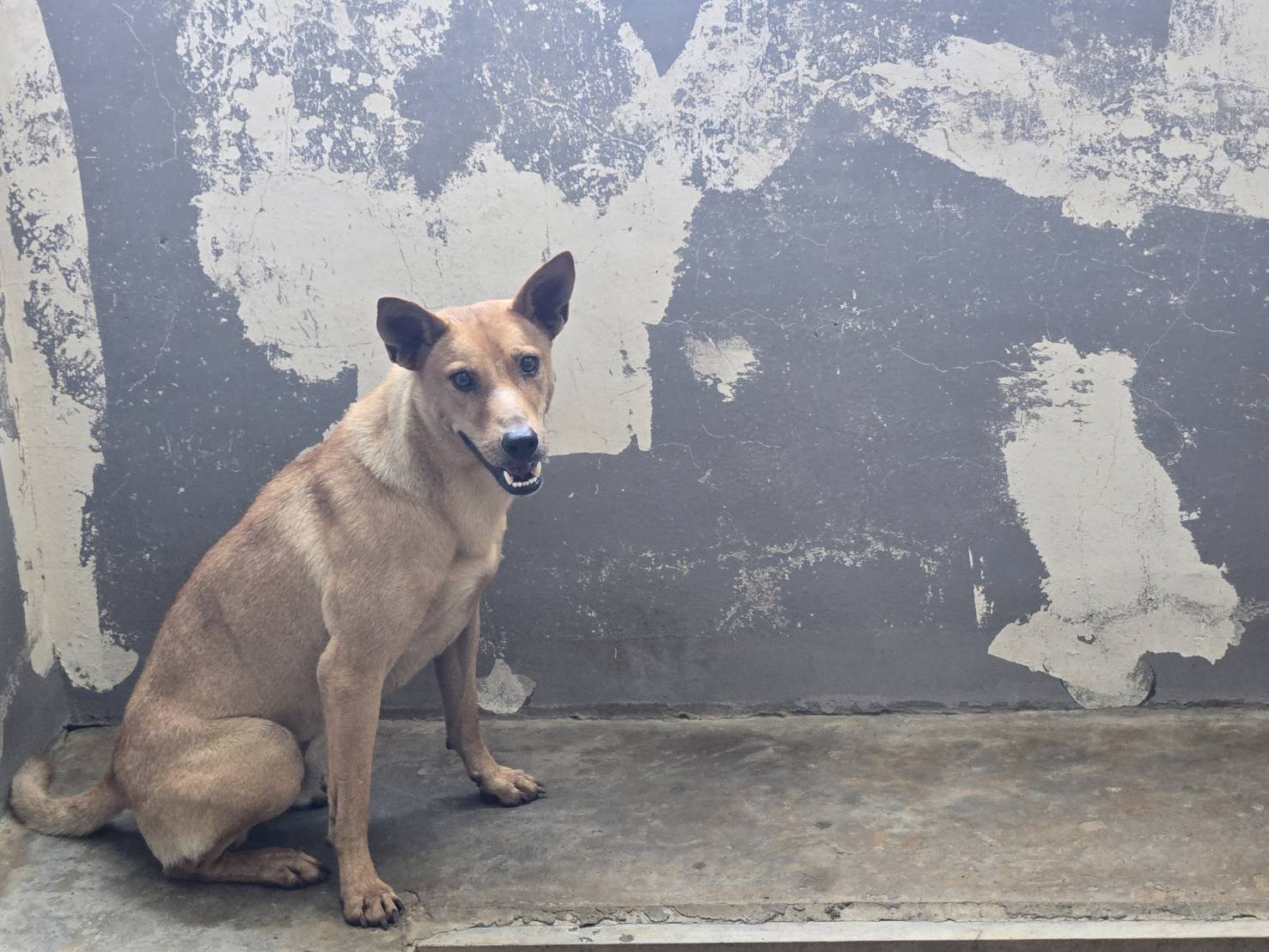 Photo of No. RAAAG1150723001, Adult · Male · Medium · Mixed breed
