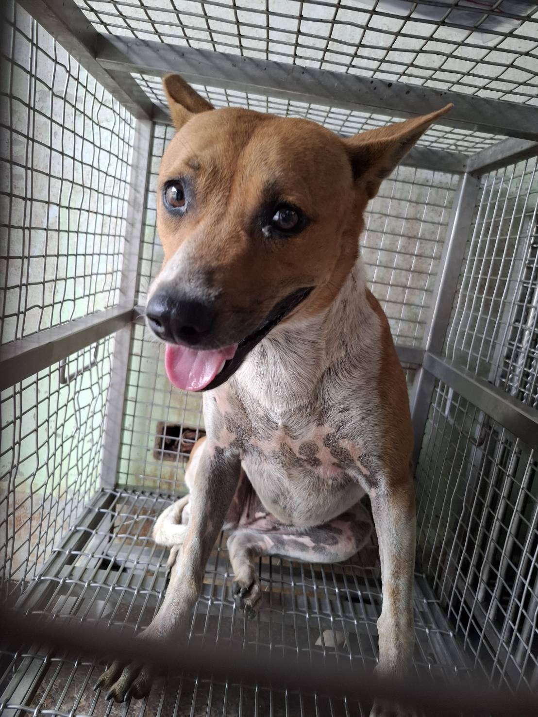 Tan-and-white adult female mixed-breed dog, Large, shelter no. …3-01